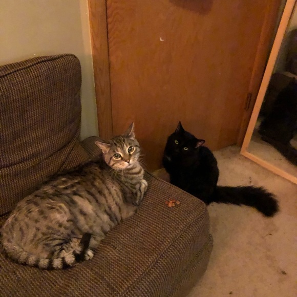 Meet your Posher, Mariah - Picture 7 of 8